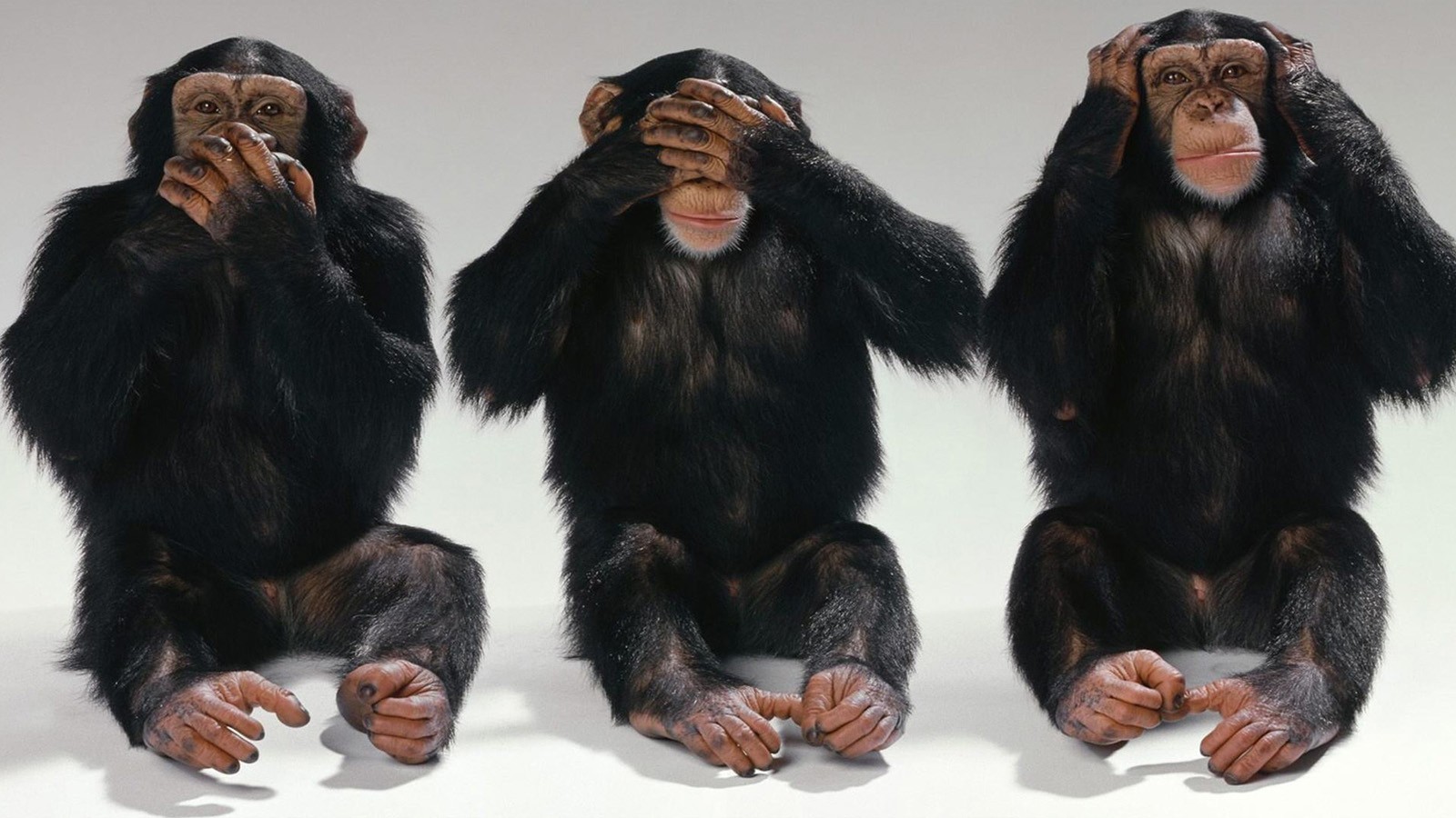 [Image: three-wise-monkeys.jpg]